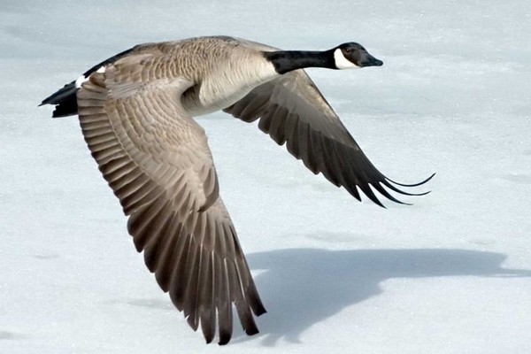 Canada Goose 